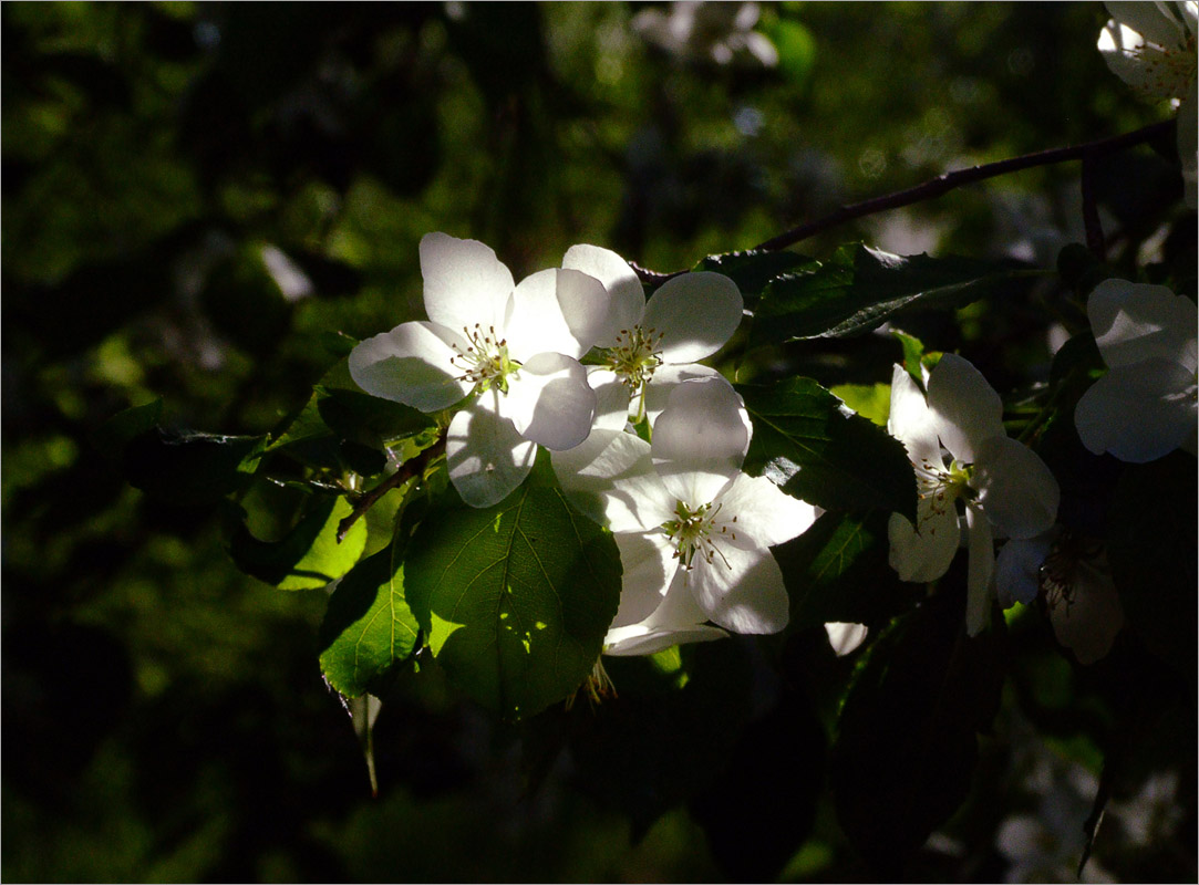 ����� � ����.. ����� dedo ������. �� PhotoGeek.ru #������ ��� ������� #���������