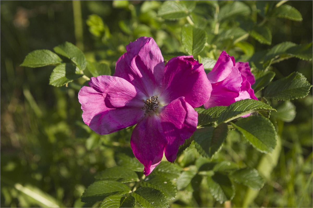 ����� � ����.. ����� dedo ������. �� PhotoGeek.ru #������ ��� ������� #���������