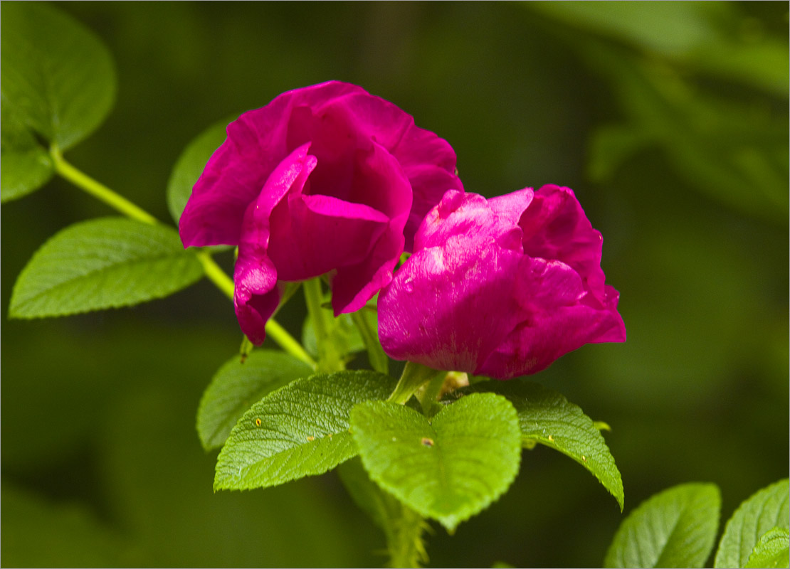 ����� � ����.. ����� dedo ������. �� PhotoGeek.ru #������ ��� ������� #���������