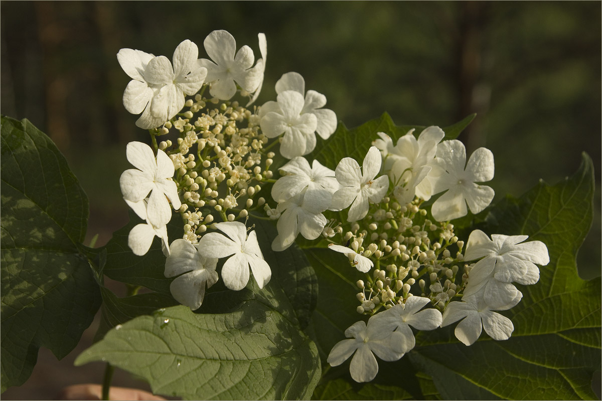 ��������... ����� dedo ������. �� PhotoGeek.ru #������ ��� ������� #���������