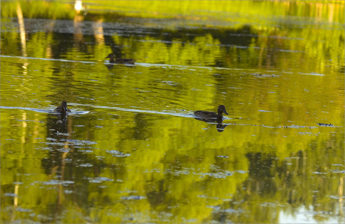 ����� � �����...2 ����� dedo ������. �� PhotoGeek.ru #������ ��� ������� #���������