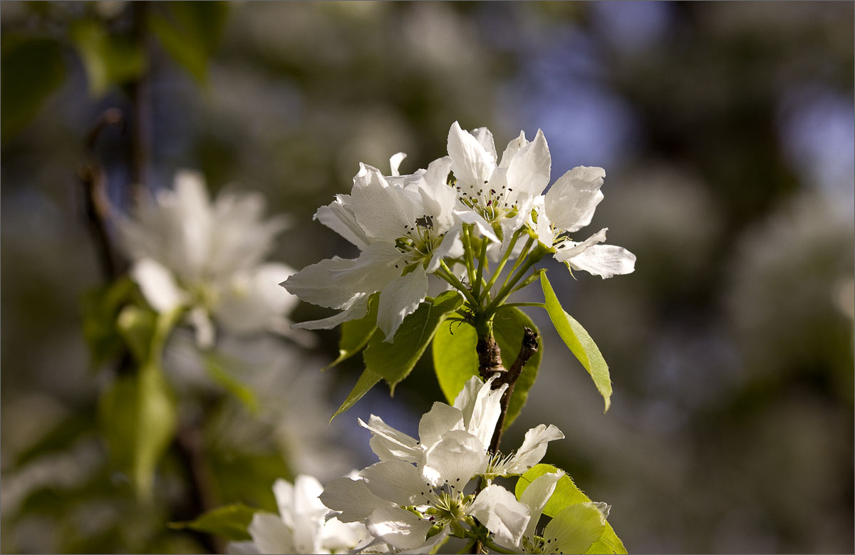 ...�������� ����� dedo ������. �� PhotoGeek.ru #������ ��� ������� #����� �������������� #���������