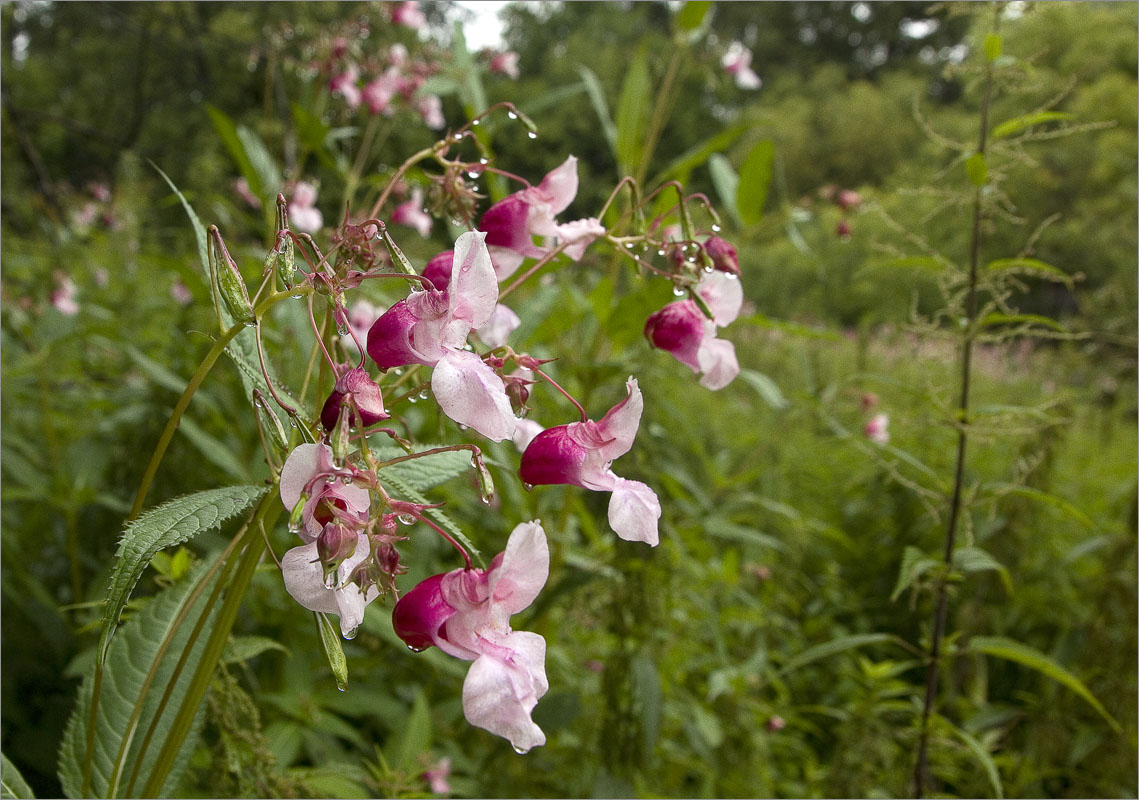 ����� �����.. ����� dedo ������. �� PhotoGeek.ru #������ ��� ������� #���������