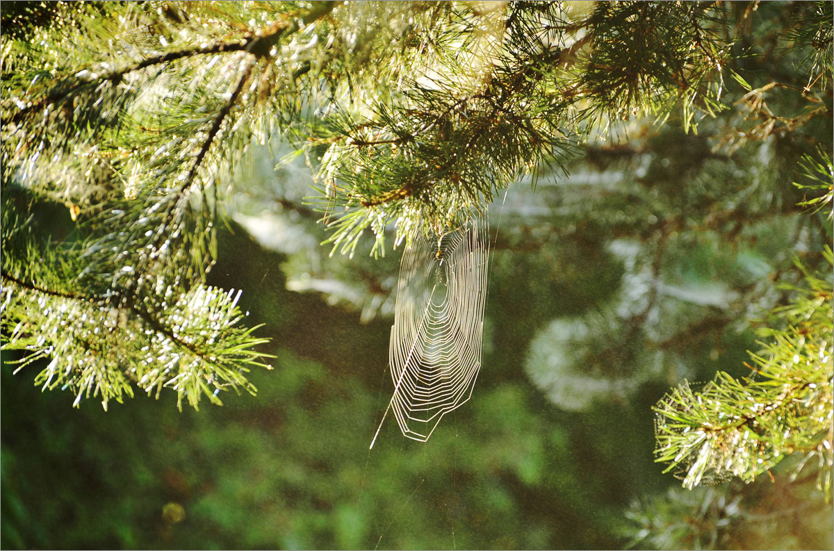 ������ ����..2. ����� dedo ������. �� PhotoGeek.ru #������ ��� ������� #���������