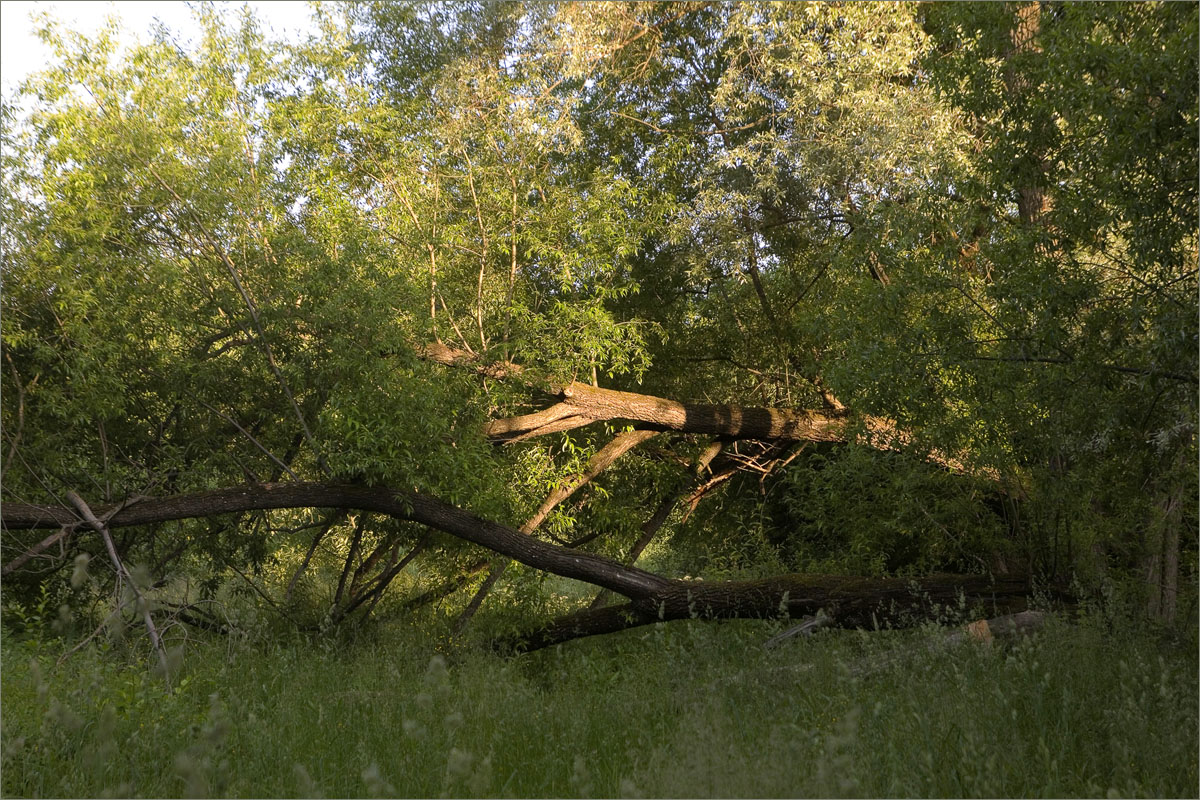 ��������...2 ����� dedo ������. �� PhotoGeek.ru #������ ��� ������� #����� ��������������