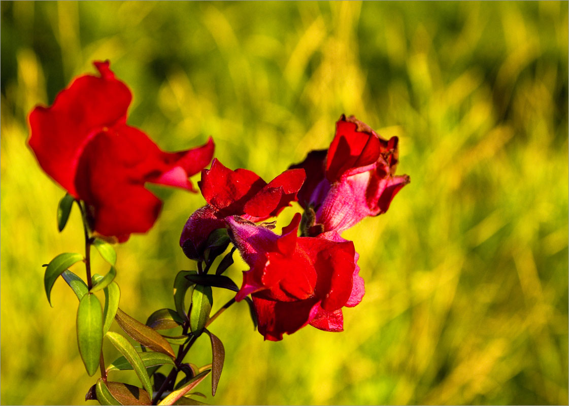 ����� ���������.. ����� dedo ������. �� PhotoGeek.ru #������ ��� ������� #���������