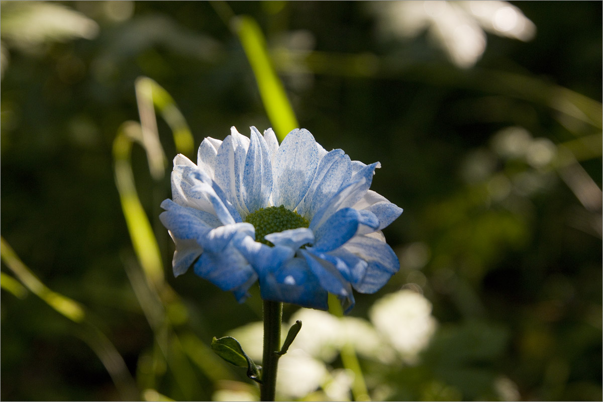 ... ����� dedo ������. �� PhotoGeek.ru #������ ��� ������� #���������