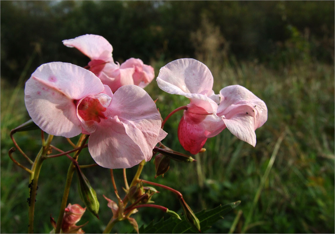 �������... ����� dedo ������. �� PhotoGeek.ru #������ ��� ������� #����� ��������������