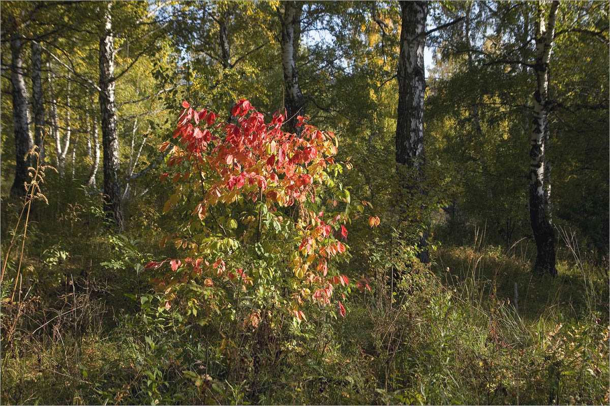 ������� ����������.. ����� dedo ������. �� PhotoGeek.ru #������ ��� �������