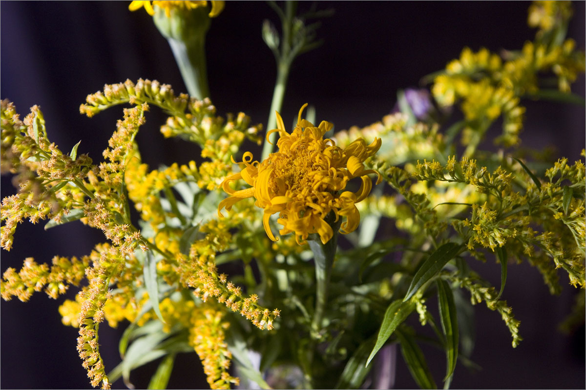 ������� ����������.. ����� dedo ������. �� PhotoGeek.ru #������ ��� ������� #���������