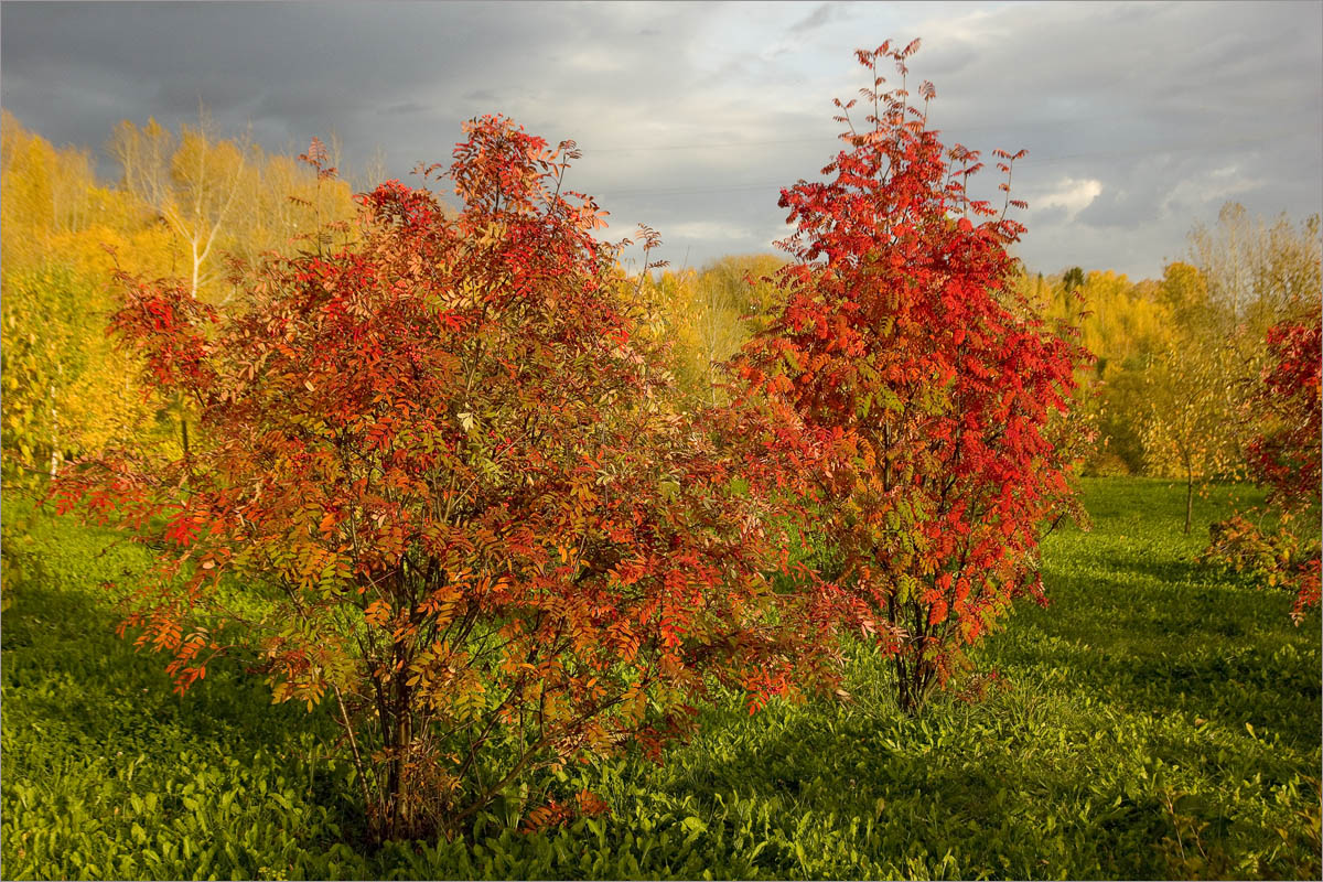 ������� ����������..13 ����� dedo ������. �� PhotoGeek.ru #������ ��� ������� #���������