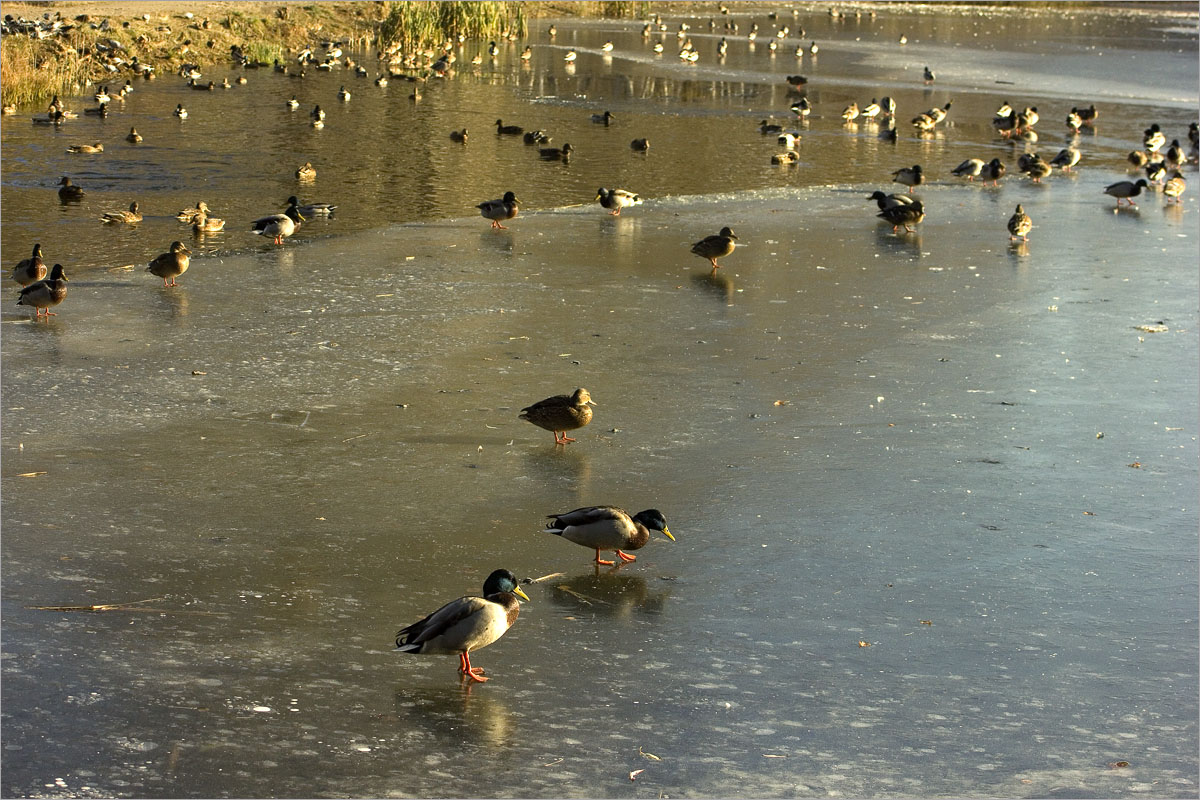 ... ����� dedo ������. �� PhotoGeek.ru #�������� ��� #����� ��� ��� ���������