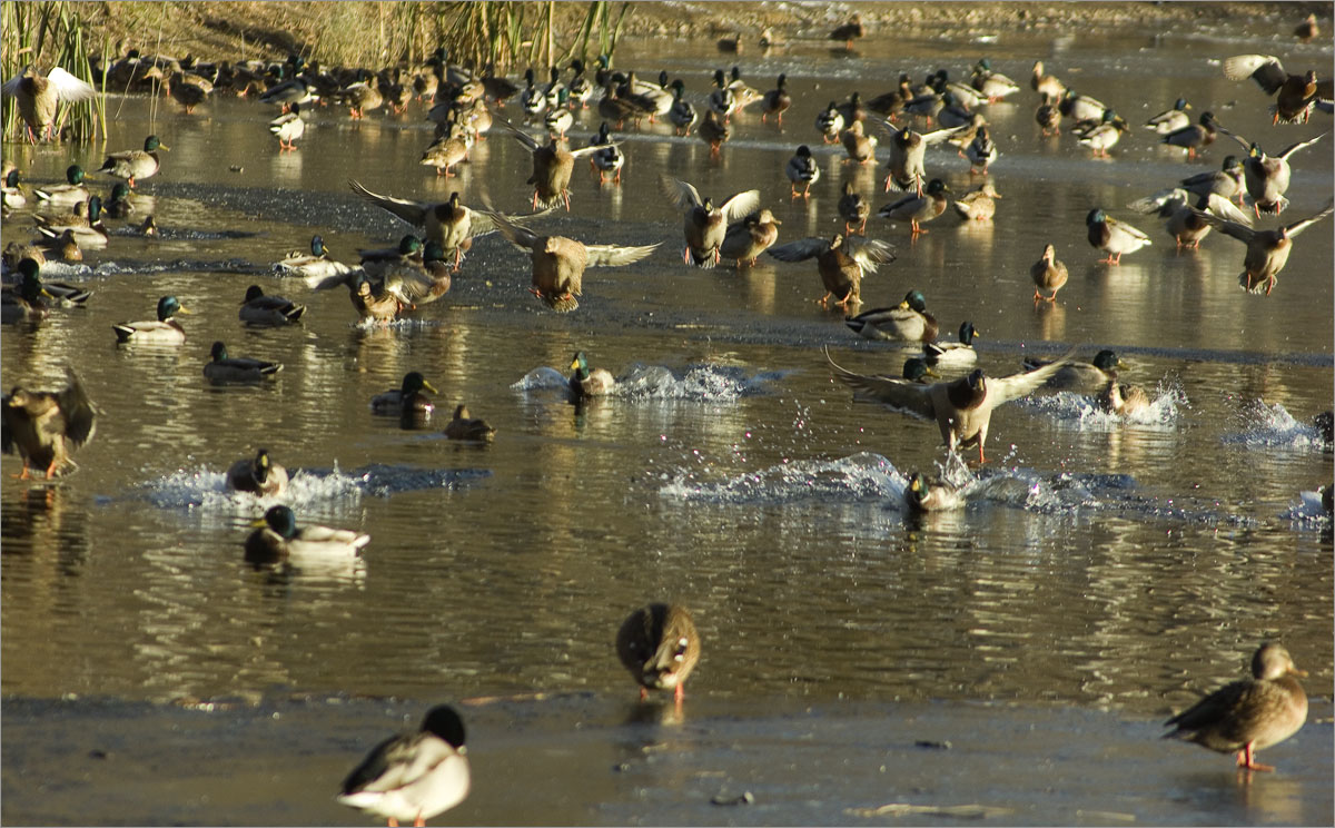 ������  ���������..2 ����� dedo ������. �� PhotoGeek.ru #�������� ��� #����� ��� ��� ���������