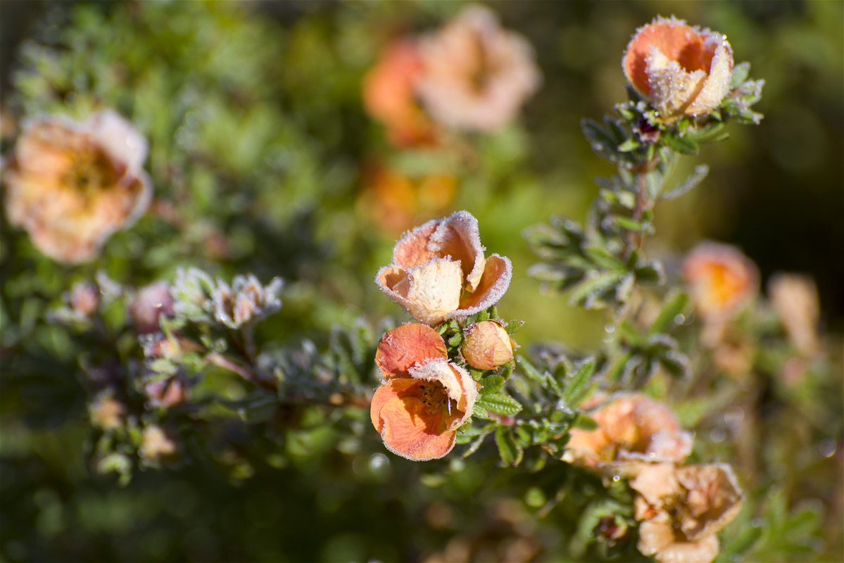 ������  ���������..4 ����� dedo ������. �� PhotoGeek.ru #������ ��� ������� #���������