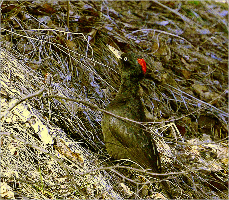 ... ����� dedo ������. �� PhotoGeek.ru #�������� ��� #����� ��� ��� ���������