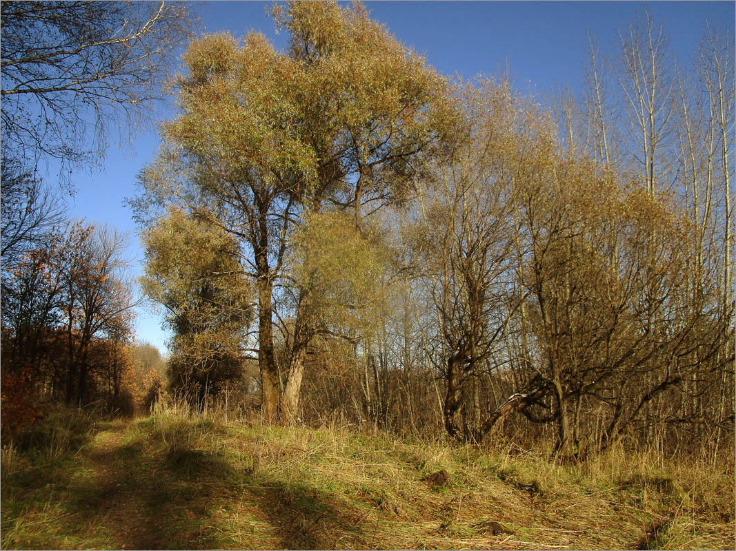 ������� ����������.. ����� dedo ������. �� PhotoGeek.ru #������ ��� ������� #���������