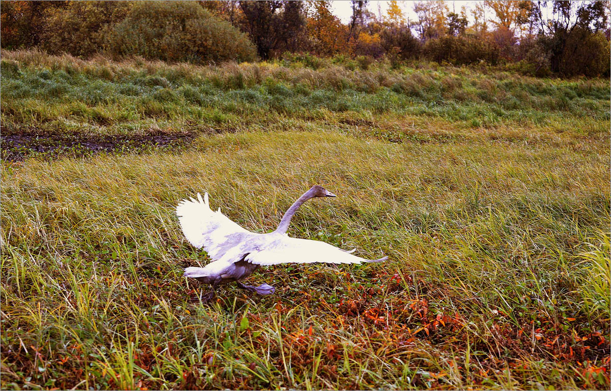 ������� ����������.. ����� dedo ������. �� PhotoGeek.ru #�������� ��� #����� ��� ��� ���������