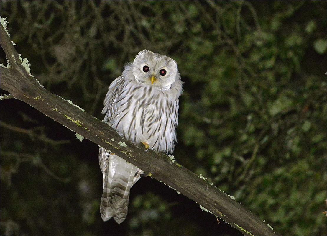 ��������� ����, ���� ����������� ����� dedo ������. �� PhotoGeek.ru #�������� ��� #����� ��� ��� ���������