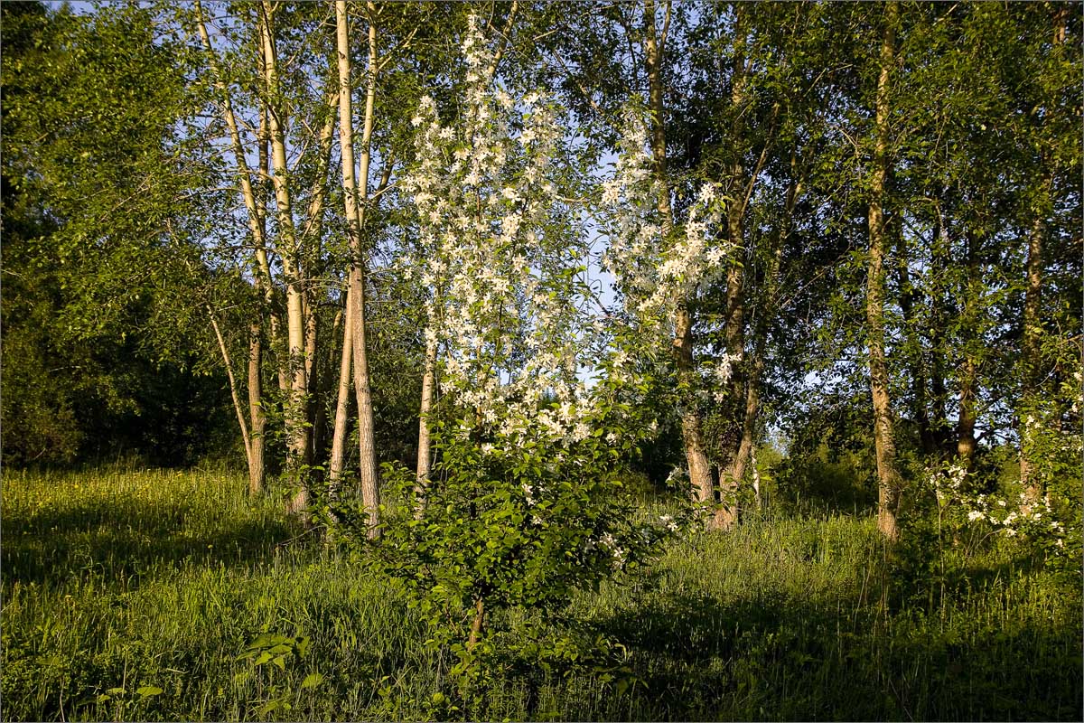 ����� �� ������ ����� dedo ������. �� PhotoGeek.ru #������ ��� �������