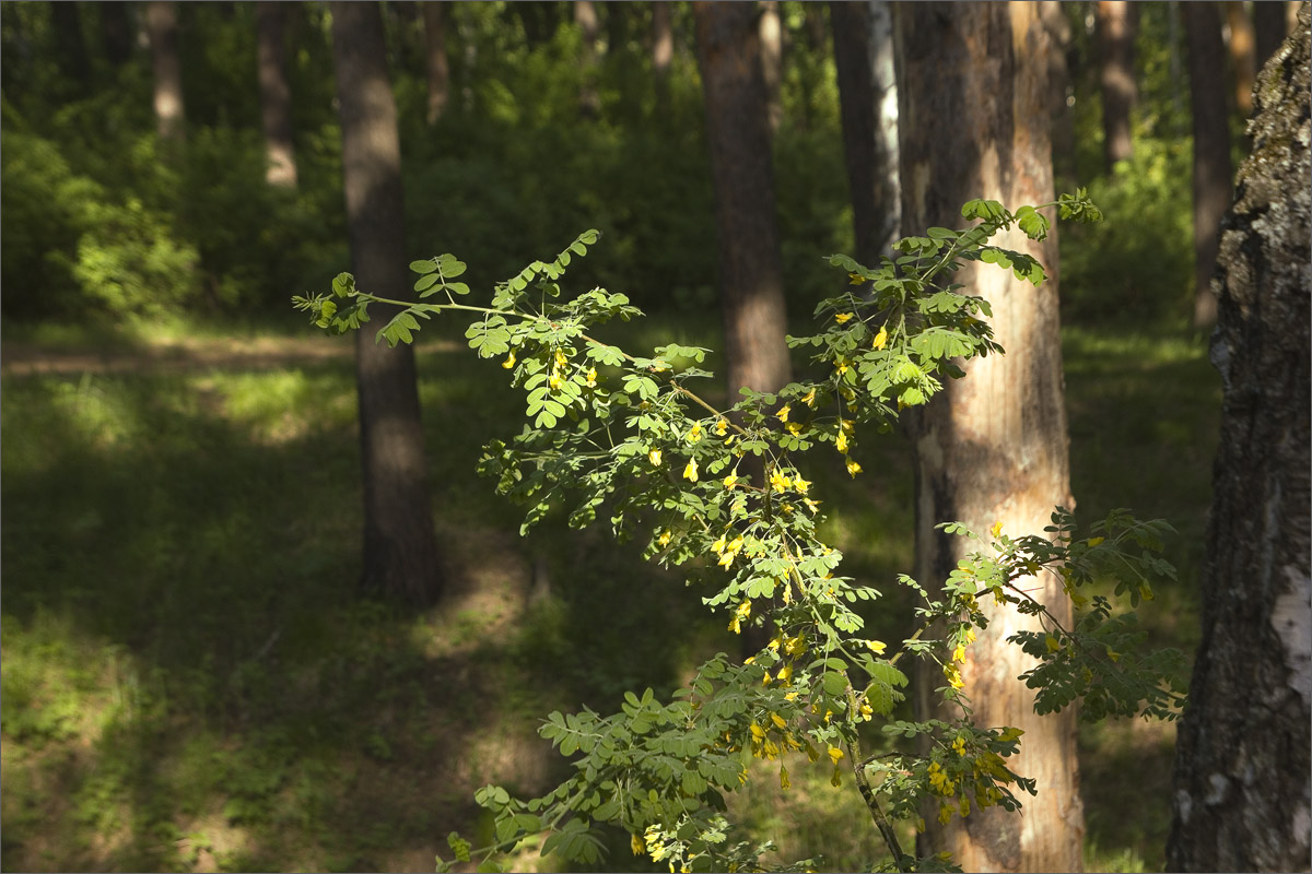 ��� ����� ���� ����� dedo ������. �� PhotoGeek.ru #������ ��� �������