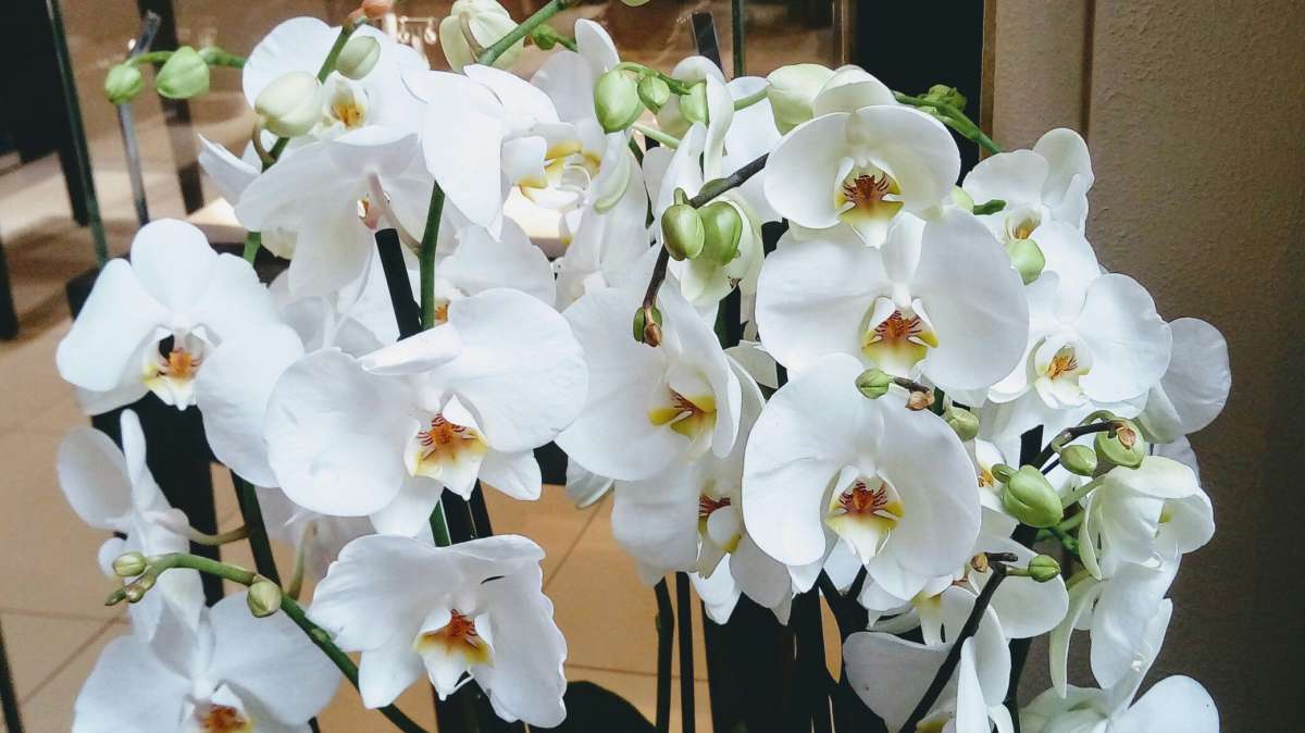 Орхидеи автор Дарья Володина на PhotoGeek.ru #Жанровая фотография #Живая растительность #Непостановочное #Орхидеи #Растительный мир #Цветы