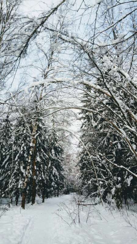 Лес автор Дарья Володина на PhotoGeek.ru #Животный мир #Пейзаж или природа #Жанровая фотография #Живая растительность #Зима #Лес #Прогулка #Разное #Растительный мир #Среда обитания