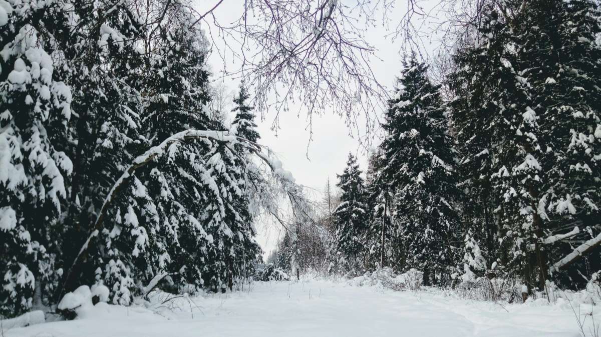 Зима в лесу автор Дарья Володина на PhotoGeek.ru #Животный мир #Пейзаж или природа #Жанровая фотография #Живая растительность #Зима #Лес #Непостановочное #Природа #Прогулка #Разное