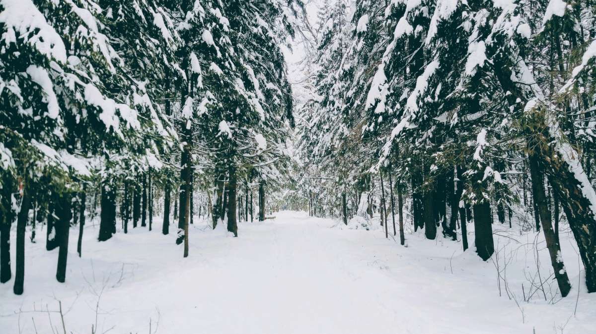       PhotoGeek.ru #  #   #  #Forest #Walk #Winter #  # # # # # # 