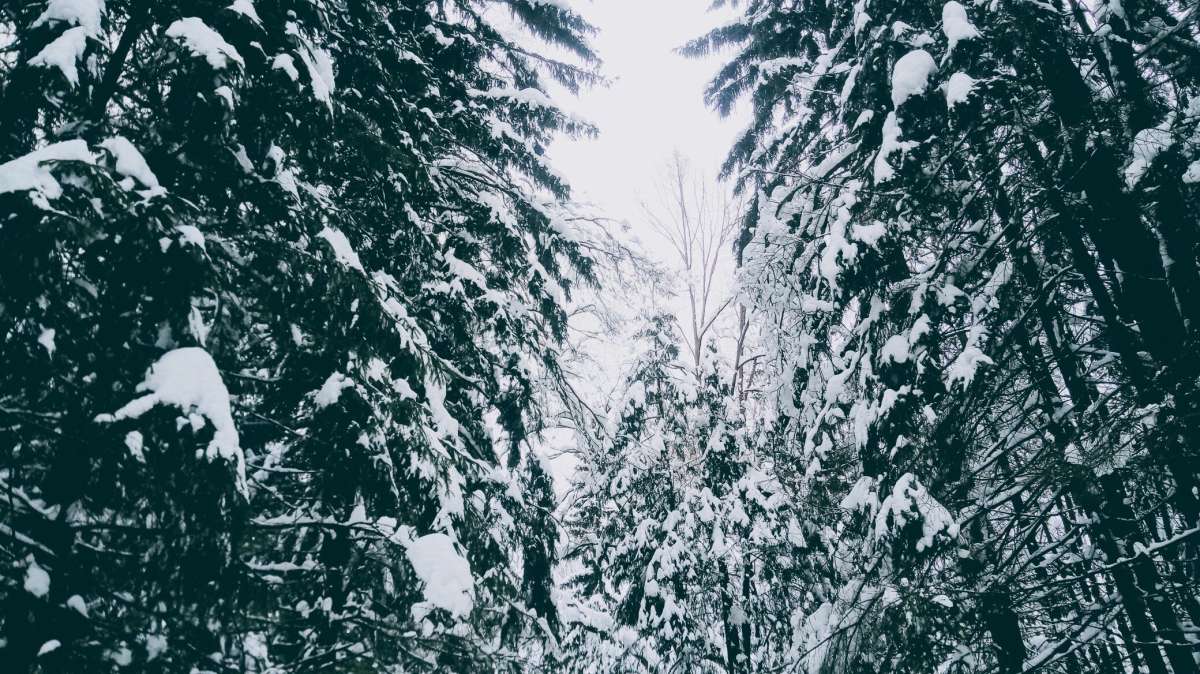 Winter forest     PhotoGeek.ru #  #   #  #Forest #Walk #Winter # # # # # #  #-