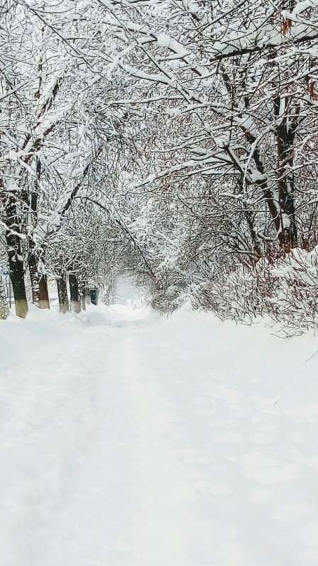       PhotoGeek.ru #   #  #Forest #Snow #Winter #  # # # # # # 