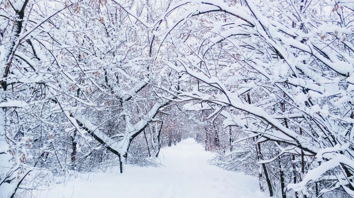 Прогулка автор Дарья Володина на PhotoGeek.ru #Пейзаж или природа #Жанровая фотография #Forest #Nature #Snow #Walk #Живая растительность #Зима #Лес #Непостановочное #Природа #Прогулка #Разное #Среда обитания