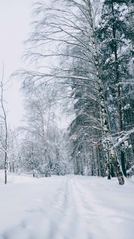 Лес автор Дарья Володина на PhotoGeek.ru #Пейзаж или природа #Жанровая фотография #Живая растительность #Непостановочное #Разное #Среда обитания