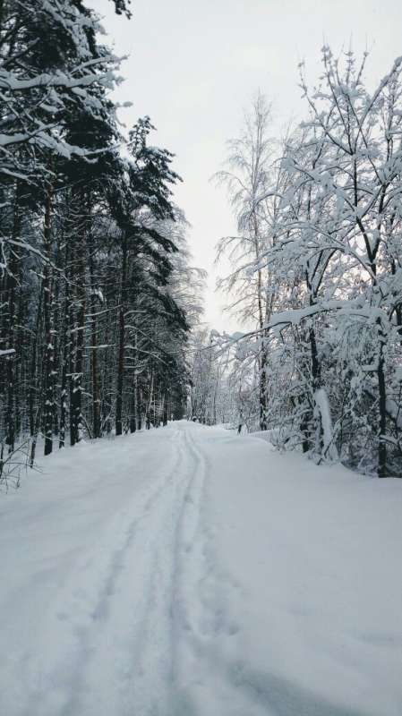       PhotoGeek.ru #  #   #  #Forest #Nature #Snow #Walk #  # # # # # # # 