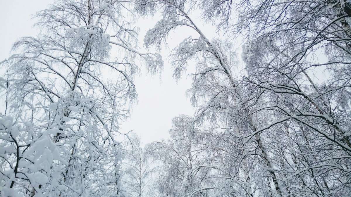 Мороз-воевода дозором... автор Дарья Володина на PhotoGeek.ru #Пейзаж или природа #Жанровая фотография #Forest #Snow #Walk #Winter #Живая растительность #Зима #Лес #Мороз #Непостановочное #Природа #Прогулка #Разное #Растительный мир #Снег #Среда обитания