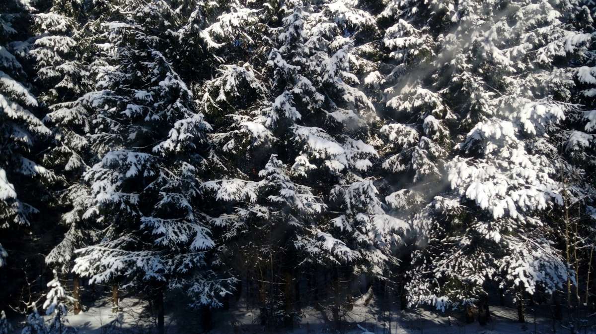 Лес автор Дарья Володина на PhotoGeek.ru #Пейзаж или природа #Жанровая фотография #Forest #Nature #Snow #Walk #Winter #Живая растительность #Зима #Лес #Непостановочное #Природа #Прогулка #Разное #Снег #Среда обитания