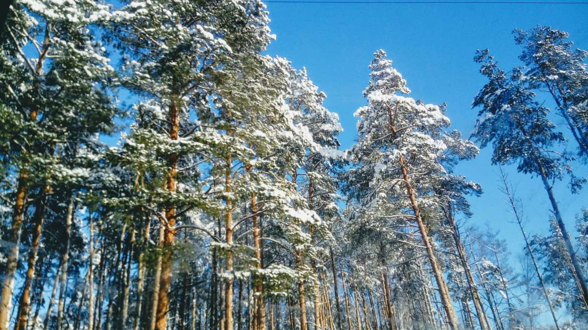 Природа автор Дарья Володина на PhotoGeek.ru #Пейзаж или природа #Жанровая фотография #Forest #Nature #Snow #Walk #Winter #Живая растительность #Зима #Лес #Непостановочное #Природа #Прогулка #Растительный мир #Снег #Среда обитания