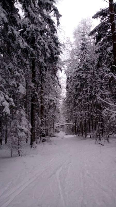 Forest 1     PhotoGeek.ru #   #  #  # # # 