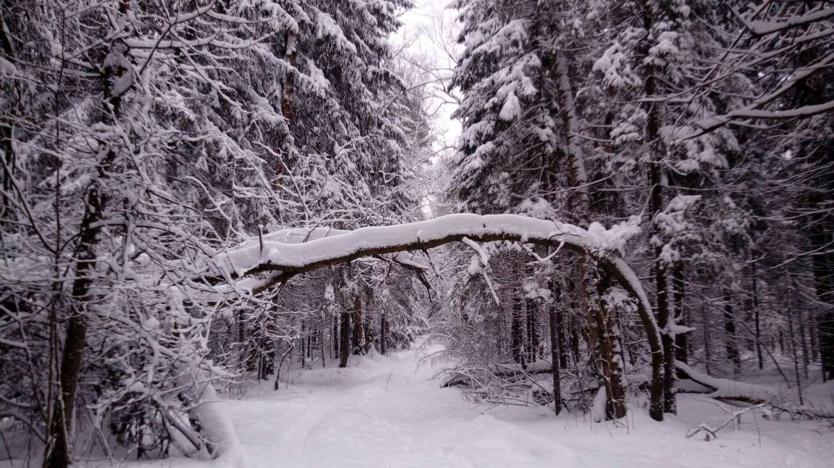       PhotoGeek.ru #   #  #Forest #Nature #Snow #Walk #Winter #  # # # # # # #  # # 
