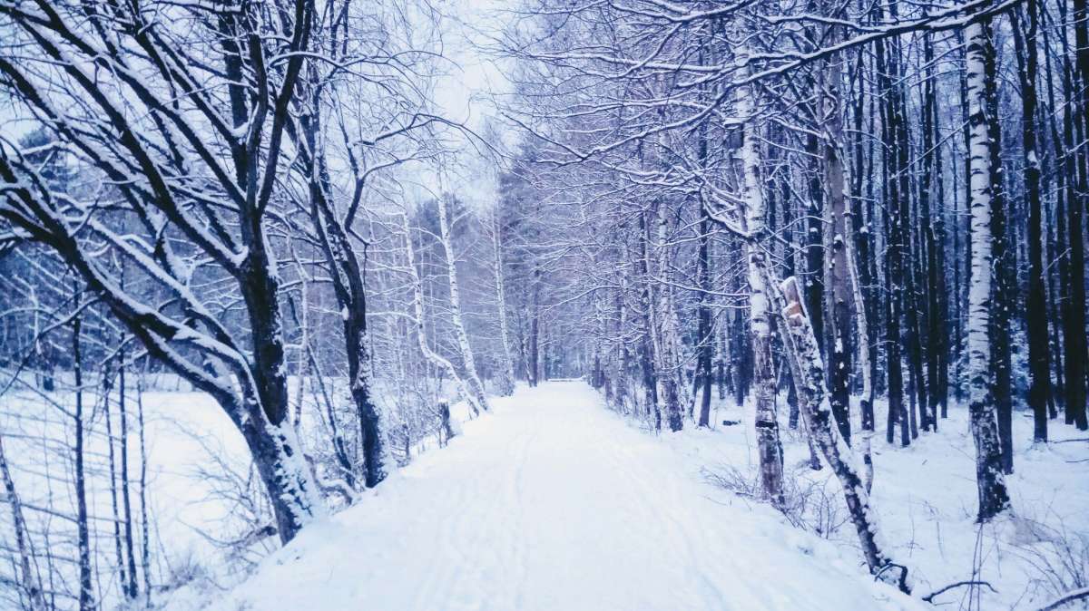 Прогулка автор Дарья Володина на PhotoGeek.ru #Пейзаж или природа #Жанровая фотография #Forest #Nature #Snow #Walk #Winter #Живая растительность #Зима #Лес #Непостановочное #Природа #Прогулка #Разное #Снег #Среда обитания