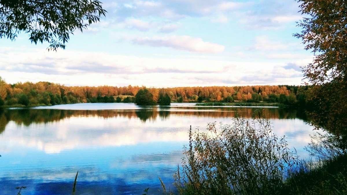 Осенний лес автор Дарья Володина на PhotoGeek.ru #Пейзаж или природа #Жанровая фотография #Autumn #Nature #Walk #Времена года #Живая растительность #Лес #Непостановочное #Осенние деревья #Осень #Природа #Прогулка #Разное #Среда обитания