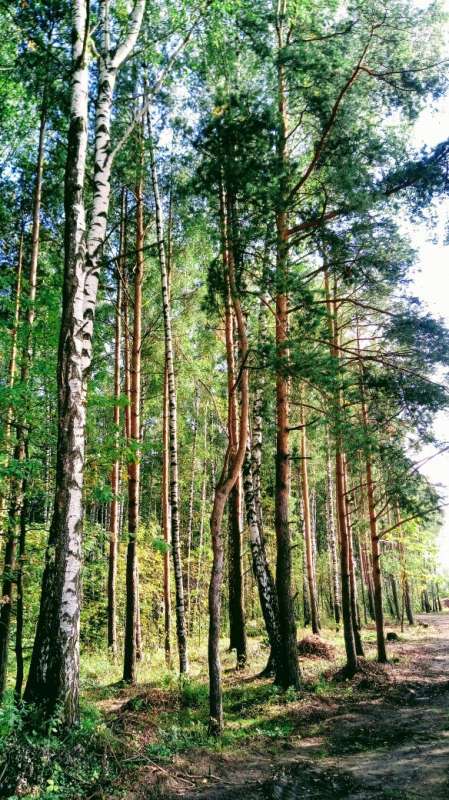 Смешанный лес автор Дарья Володина на PhotoGeek.ru #Пейзаж или природа #Жанровая фотография #Forest #Nature #Walk #Живая растительность #Лес #Непостановочное #Природа #Прогулка #Разное #Среда обитания