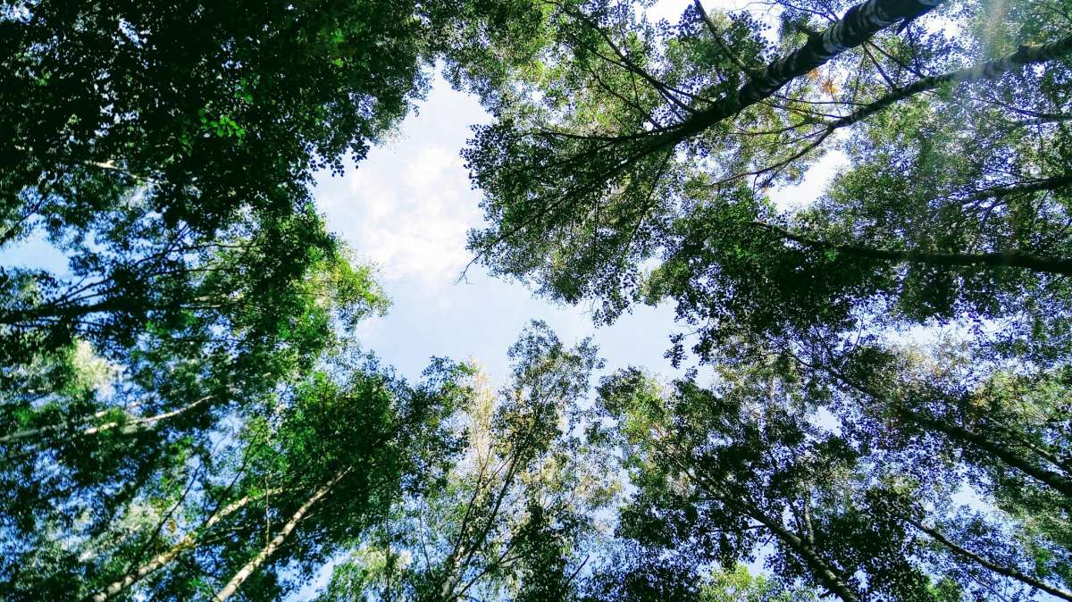 Лес автор Дарья Володина на PhotoGeek.ru #Пейзаж или природа #Жанровая фотография #Forest #Nature #Walk #Живая растительность #Лес #Непостановочное #Природа #Прогулка #Разное #Среда обитания