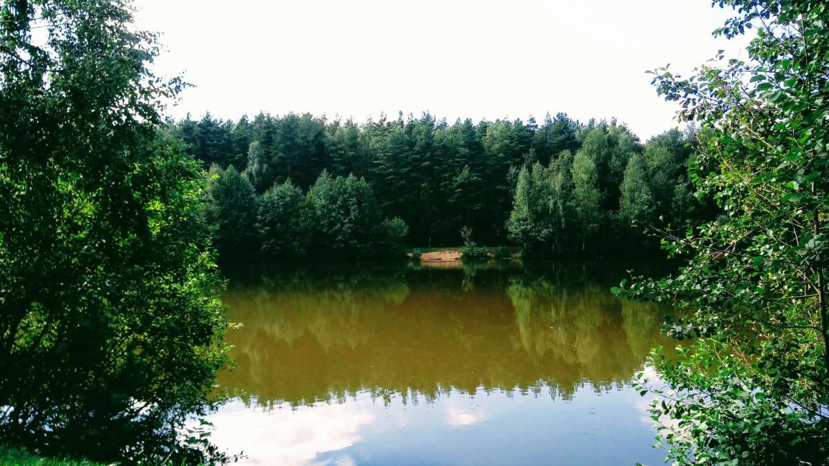 ... автор Дарья Володина на PhotoGeek.ru #Пейзаж или природа #Жанровая фотография #Forest #Nature #Walk #Water #Вода #Живая растительность #Лес #Непостановочное #Природа #Прогулка #Разное #Среда обитания