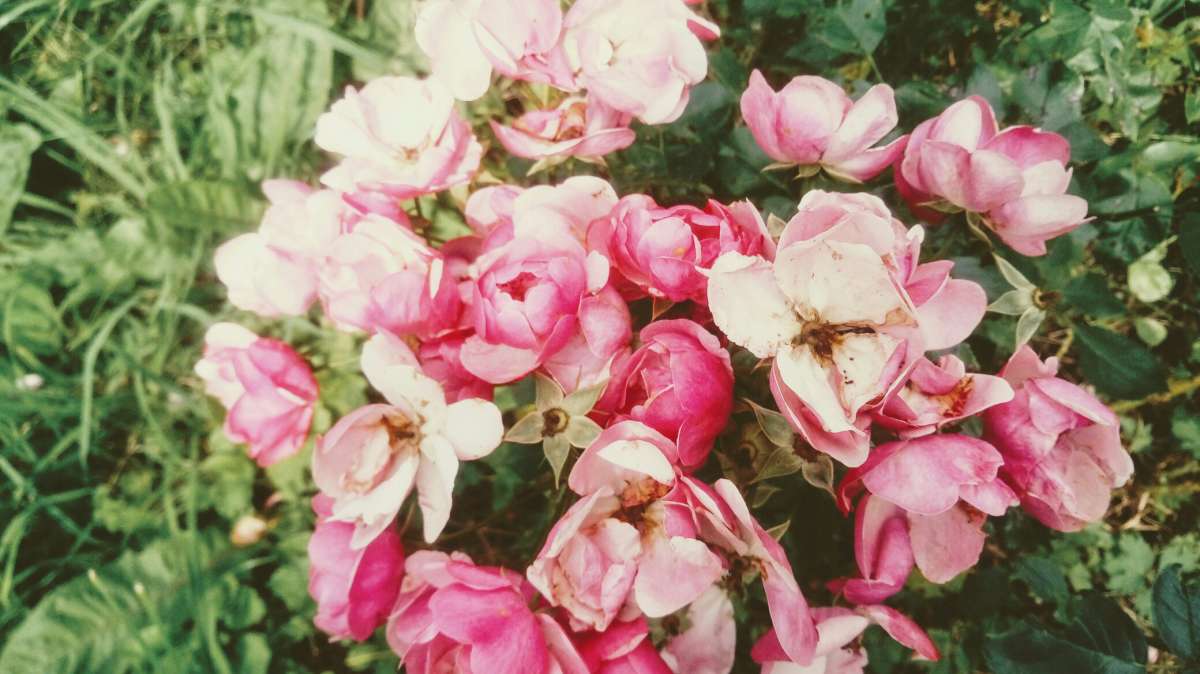 Розы автор Дарья Володина на PhotoGeek.ru #Жанровая фотография #Букет #Живая растительность #Непостановочное #Разное #Растительный мир #Розы #Цветы