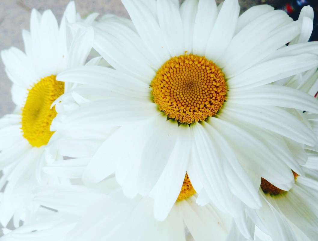 Любит-не любит автор Дарья Володина на PhotoGeek.ru #Жанровая фотография #Flowers #Живая растительность #Непостановочное #Растительный мир #Ромашки #Цветы
