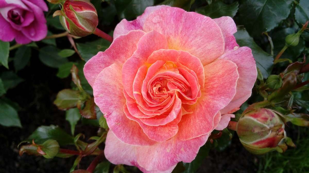 Роза автор Дарья Володина на PhotoGeek.ru #Жанровая фотография #Flowers #Rose #Живая растительность #Непостановочное #Растительный мир #Роза #Цветок