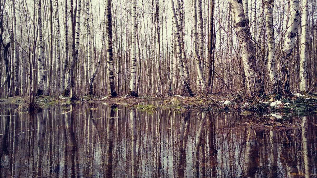 Лес автор Дарья Володина на PhotoGeek.ru #Пейзаж или природа #Жанровая фотография #Живая растительность #Лес #Непостановочное #Разное #Среда обитания