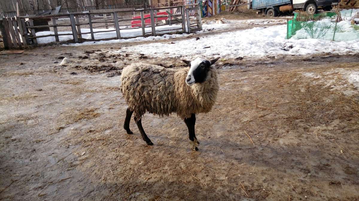 ... автор Дарья Володина на PhotoGeek.ru #Животный мир #Жанровая фотография #Animal #Sheep #Домашний мир #Животное #Непостановочное #Овца #Разное #Фауна