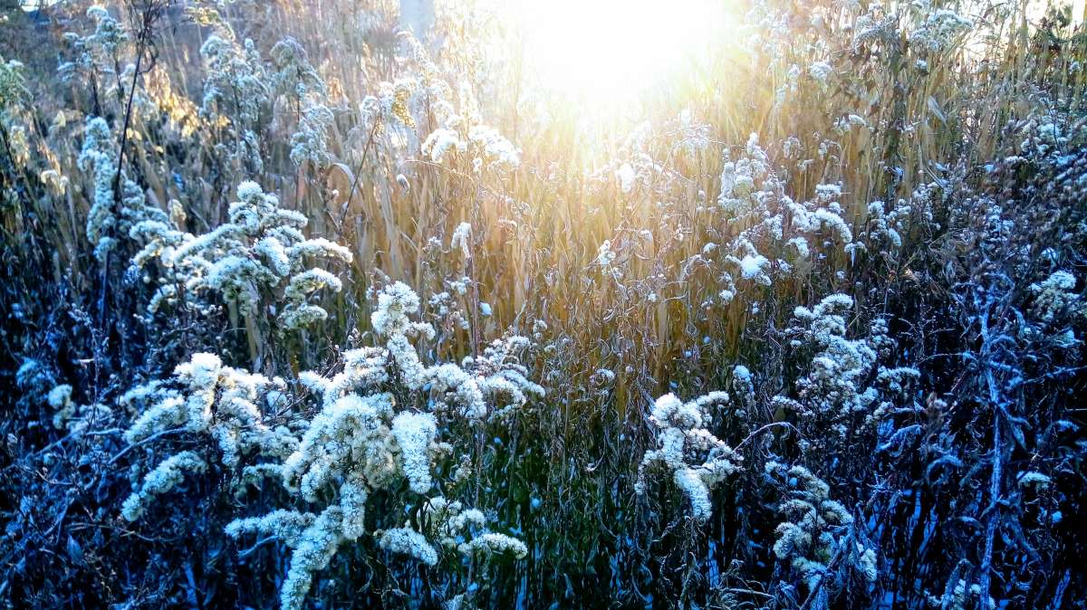 Ещё осенние лучи солнца автор Дарья Володина на PhotoGeek.ru #Пейзаж или природа #Жанровая фотография #Живая растительность #Зима #Непостановочное #Разное #Растительный мир #Снег #Среда обитания