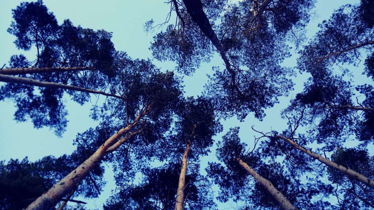 Лес автор Дарья Володина на PhotoGeek.ru #Пейзаж или природа #Жанровая фотография #Forest #Walk #Живая растительность #Лес #Непостановочное #Прогулка #Разное #Среда обитания